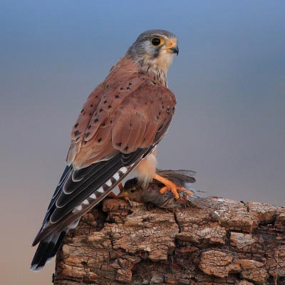 pajaro del galacho