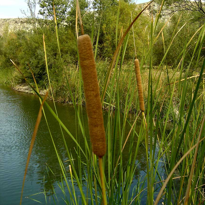 10 naturaleza en los galachos