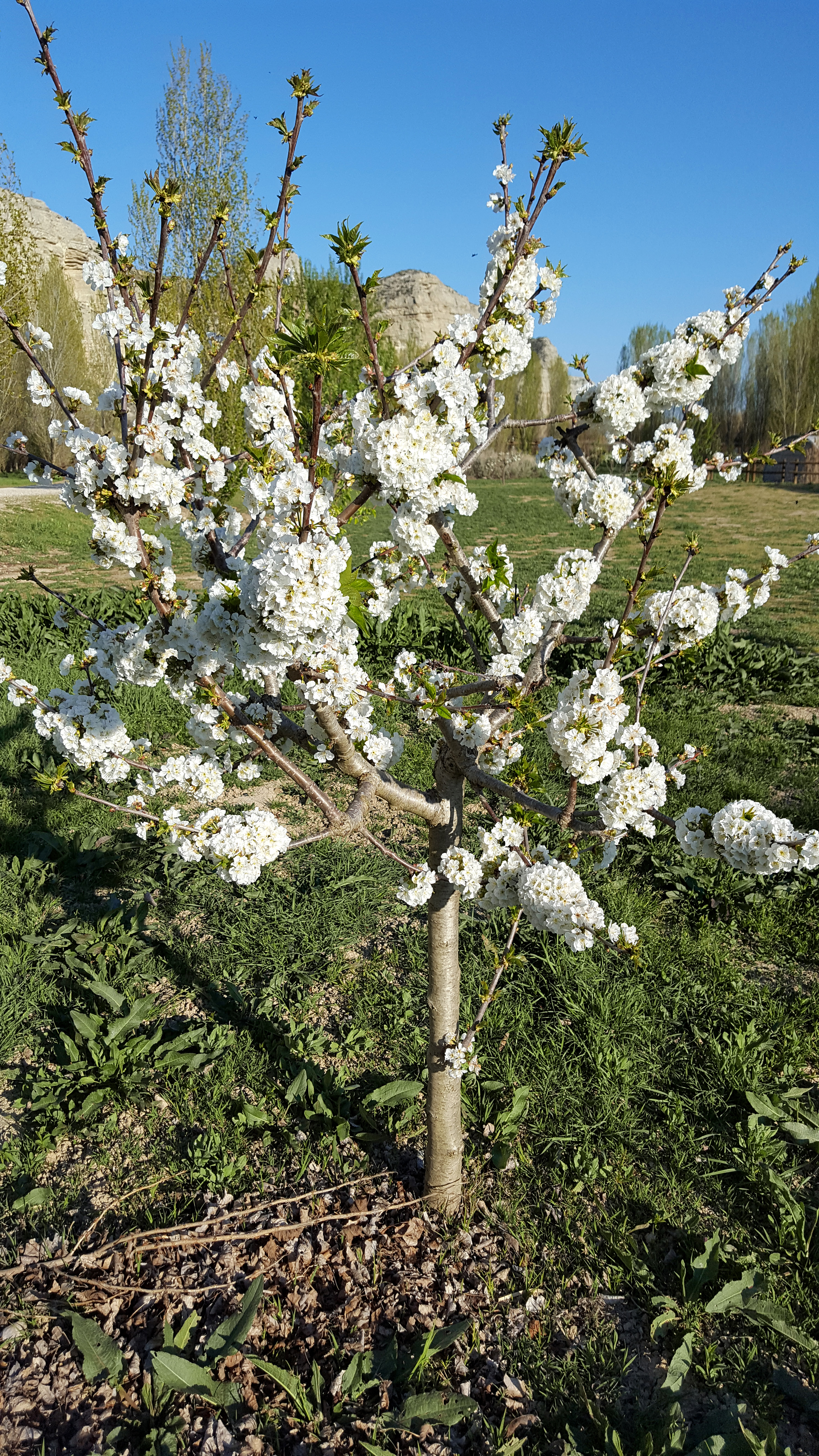 15 almendro en flor